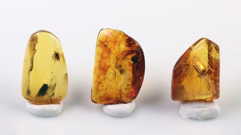 Bernstein Inklusen Set bestehend aus drei Baltischen Bernsteinen