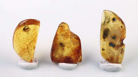 Bernstein Einschlüsse Set bestehend aus drei Baltischen Bernsteinen