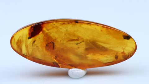 Bernstein Einschlüsse bestehend aus drei Baltischen Bernsteinen