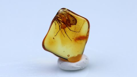 Baltischer Bernstein geschliffen und poliert