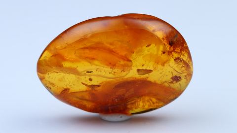 Bernstein Einschlüsse bestehend aus drei Baltischen Bernsteinen