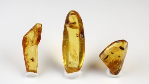 Einschlüsse Set von Baltischen Bernsteinen