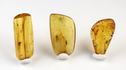 Einschlüsse Set von Baltischen Bernsteinen