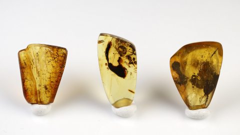 Inklusen Set bestehend aus drei Baltischen Bernsteinen