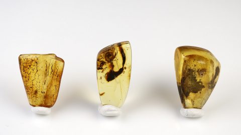 Einschlüsse Set von Baltischen Bernsteinen