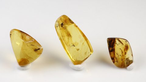 Inklusen Set bestehend aus drei Baltischen Bernsteinen