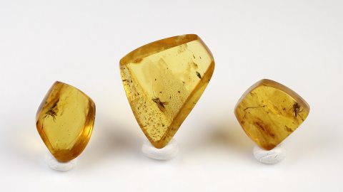 Inklusen Set bestehend aus drei Baltischen Bernsteinen
