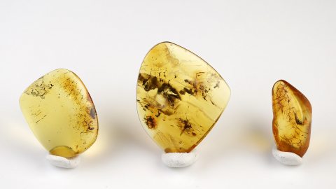 Einschlüsse Set von Baltischen Bernsteinen