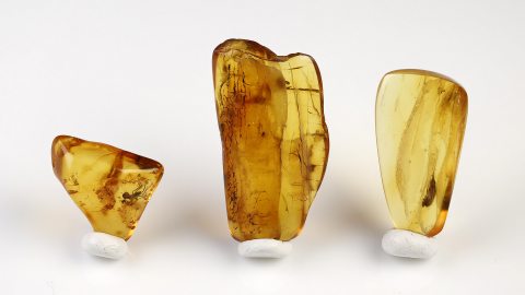 Einschlüsse Set von Baltischen Bernsteinen