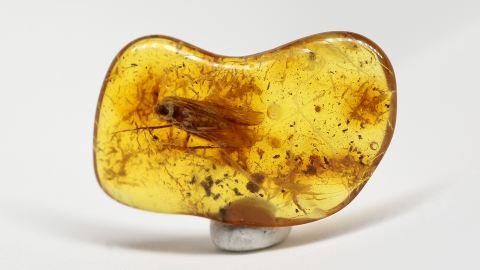 Bernstein Inklusen Set-2