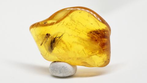 Bernstein Inklusen Set-3