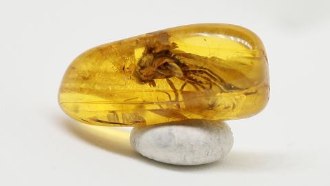 Bernstein Inklusen Set-6