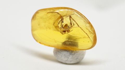 Bernstein Einschluss