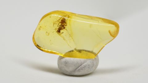 Bernstein Inklusen Set-8