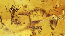 Ameisen im Baltischen Bernstein