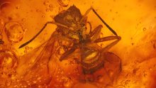 Geflügelte Ameise aus der Ameisengattung der Cephalotes