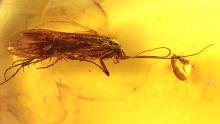 Köcherfliege als Einschluss im Bernstein