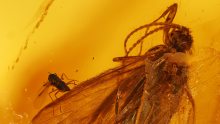 Köcherfliege als Inkluse im Baltischen Bernstein