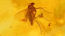 Mücke und Milben als Einschlüsse im Baltischen Bernstein