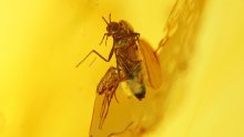 Zuckmücke Chironomidae als Einschluss im Bernstein 