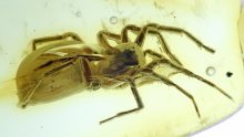 Spinne als Einschluss im Baltischen Bernstein