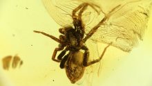 Spinne als Einschluss im Baltischen Bernstein