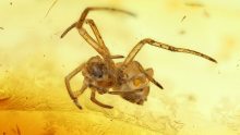 Spinne als Einschluss im Baltischen Bernstein