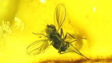 Dolichopodidae als Einschluss im Baltischen Bernstein