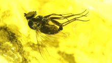 Langbeinfliege als Einschluss im Baltischen Bernstein
