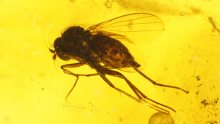 Langbeinfliege als Einschluss im Baltischen Bernstein
