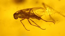 Mehrere Insekten als Inklusen