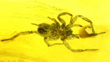Spinne als Einschluss im Baltischen Bernstein