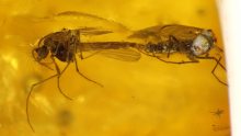 Mücken (Chironomidae) als Einschlüsse im Bernstein