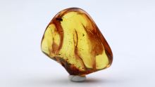 Baltischer Bernstein geschliffen und poliert