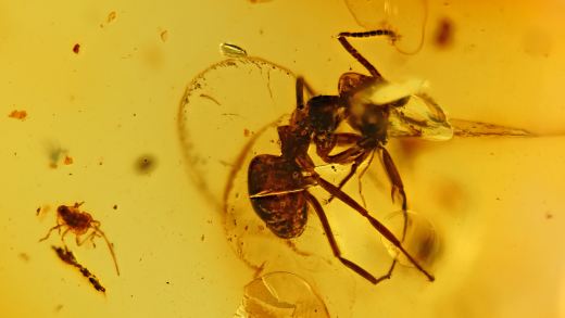 Ameise sowie Blattlaus als Inklusen in einer Bernsteinperle