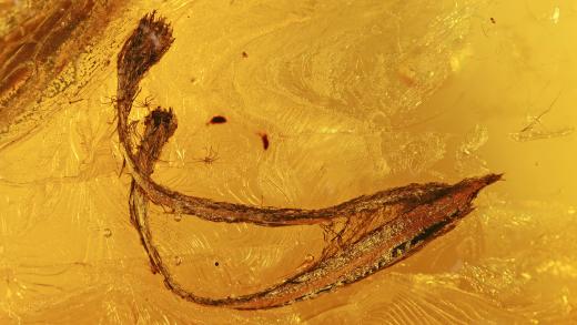 pflanzlicher Einschluss im Baltischen Bernstein