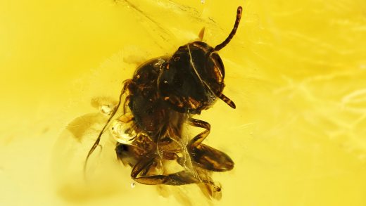 Stachellose Biene als Einschluss im Dominikanischen Bernstein