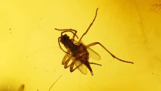 Bernstein mit mehreren Insekten als Einschlüsse