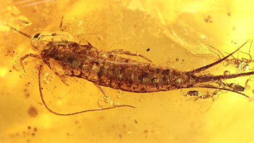 Felsenspringer als Inkluse im Baltischen Bernstein