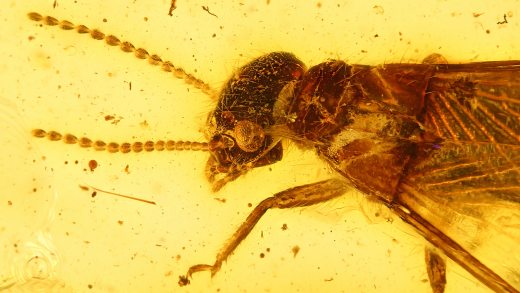 Geflügelte Termite als Inkluse