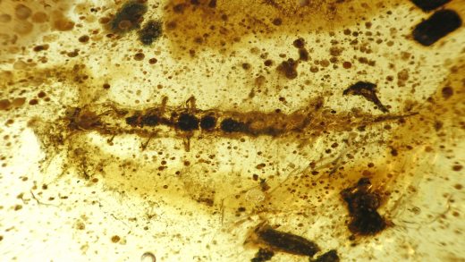 Käferlarve im Bernstein