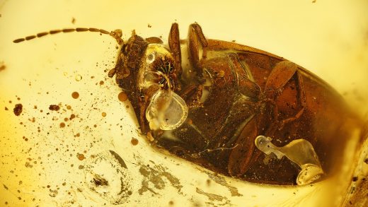 Großer Käfer als Inkluse im Baltischen Bernstein
