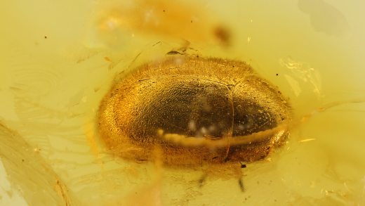 Käfer als Einschluss im Bernstein