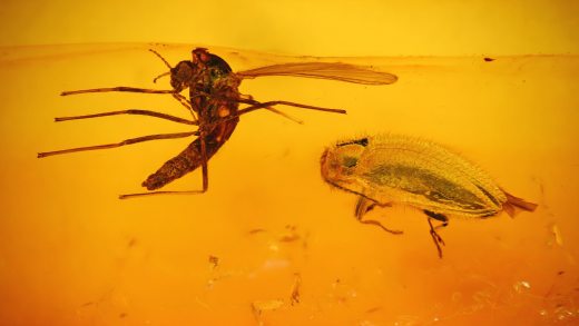 Käfer umd Mücken im Bernstein