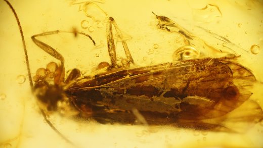 Köcherfliege im Baltischen Bernstein