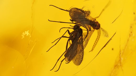 Mücken als Einschlüsse im Baltischen Bernstein