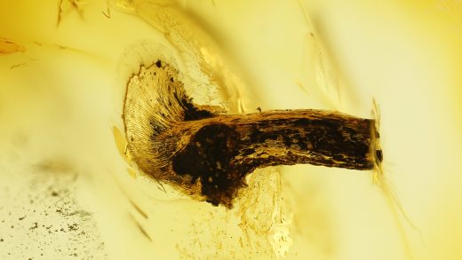 Pilz im Baltischen Bernstein