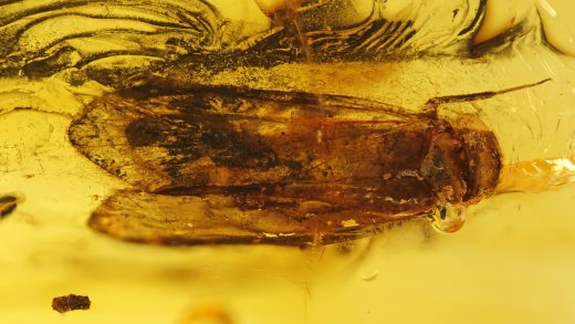 Rindenlaus als Einschluss im Baltischen Bernstein