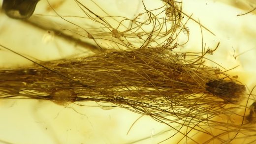 Säugerhaare Büschel als Inkluse