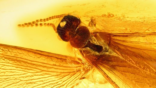 Termite mit Flügel als Einschluss im Baltischen Bernstein